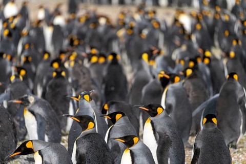 King penguins (Aptenodytes patagonicus), large breeding colony of adults standing close together,