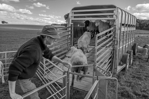 Shepherd loading his sheep into the two-story animal transporter in the pasture, black and white,