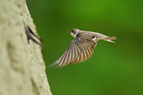 Sand martin (Riparia riparia), approaching the breeding tube, Reussegg nature reserve, Canton