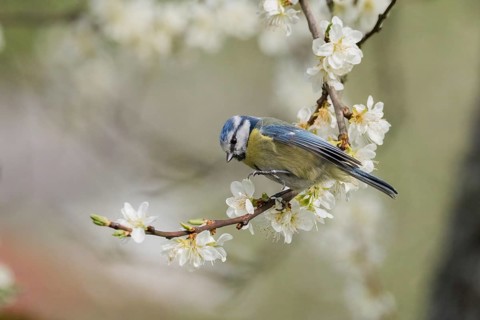 A blue tit (Parus caeruleus) resting on a branch with white flowers, in front of a soft, blurred