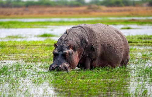 Hippopotamus (Hippopatamus amphibius), grazing in the shallow water of a lake, Okavango Delta,