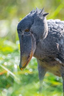 Shoebill (Balaeniceps rex), juvenile, animal portrait, swamps of Mabamba, Lake Victoria, Uganda