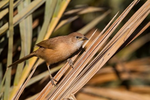 Fulvous Babbler - Akaziendrossling - Argya fulva ssp. maroccana, Morocco
