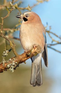 A jay (Garrulus glandarius), sitting on a branch against a blue sky, Odenwald, Hesse, Germany