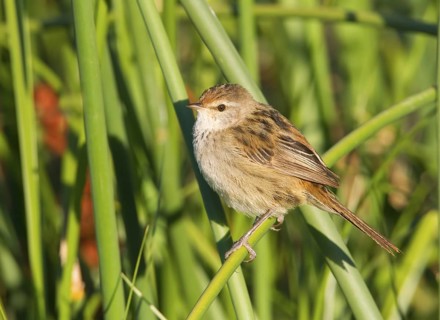 Little Grassbird (Megalurus gramineus), Victoria, Australia