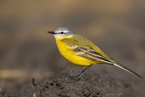 Sykes Wagtail - Schafstelze - Motacilla flava ssp. beema, Russia, adult male