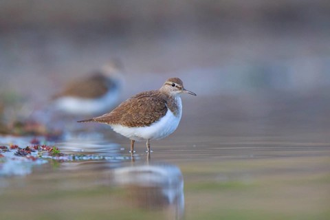Common Sandpiper (Actitis hypoleucos) foraging, North Rhine-Westphalia, Germany