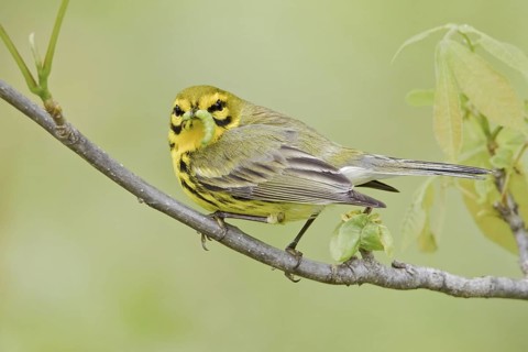 Prairie Warbler (Setophaga discolor) male, Ontario, Canada