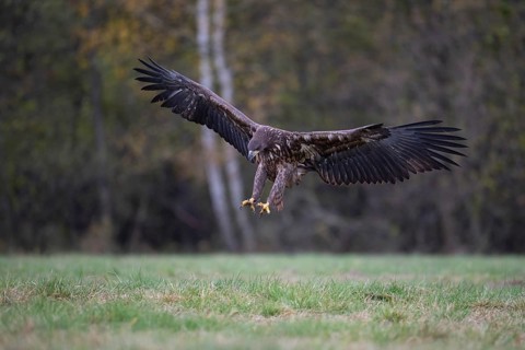 White-tailed eagle (Haliaeetus albicilla), juvenile, young white-tailed eagle approaching,