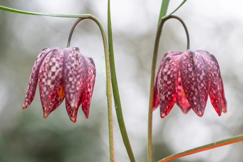 Snake's Head Fritillary (Fritillaria meleagris), Emsland, Lower Saxony, Germany