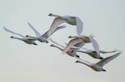 Mute swans (Cygnus olor) in flight, warm morning light, Lower Saxony, Germany
