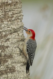 Red-bellied Woodpecker (Melanerpes carolinus) male climbing up tree, Florida, USA