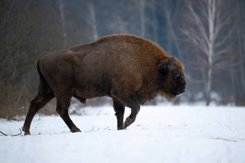 European bison (Bos bonasus, Bison bonasus), bison bull walking in a forest clearing in winter,