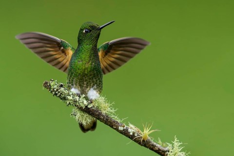 Buff-tailed Coronet (Boissonneaua flavescens) perched on a branch in the Andes Mountains of