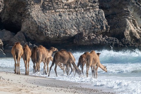Dromedary (Camelus dromedarius), camels, bathing in the sea, Oman