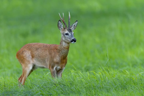 A roebuck (Capreolus capreolus) in the leafing season in best physical condition, rutting season,
