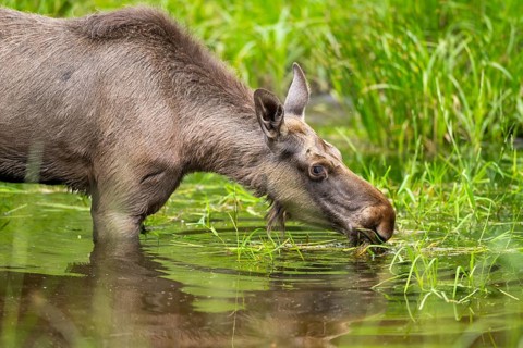 Eurasian elk (Alces alces) standing in a little swamp in early summer, Bavarian Forest, Bavaria,