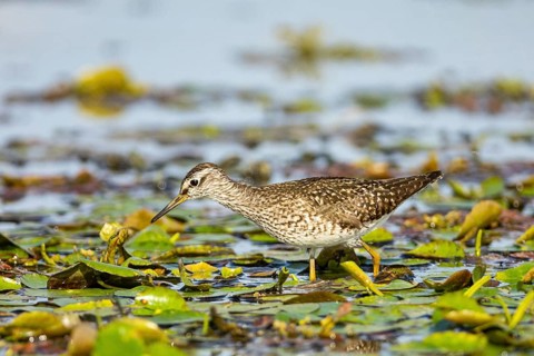 Spotted Redshank (Tringa erythropus) Hungary