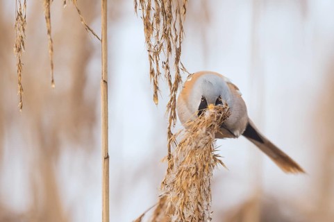 Bearded Reedling (Panurus biarmicus) male perched on reed, Piedmont, Italy