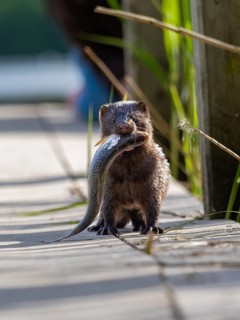 A mink with prey fish in its mouth