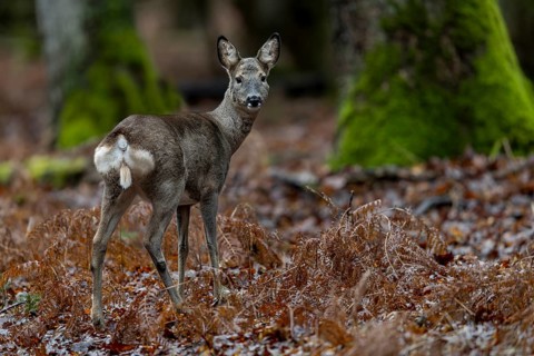 One last look in my direction, then the doe (Capreolus capreolus) returns to her last year's fawns,
