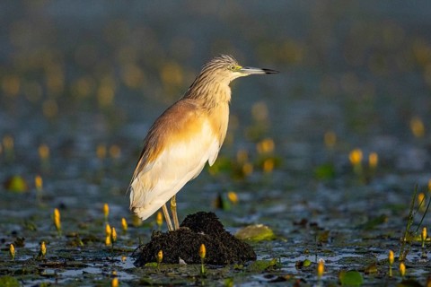 Squacco Heron (Ardeola ralloides) in the fog Hungary