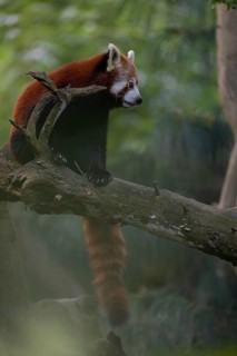 One red panda, Ailurus fulgens, sitting on a branch of a dead tree. Fresh green vegetation in the