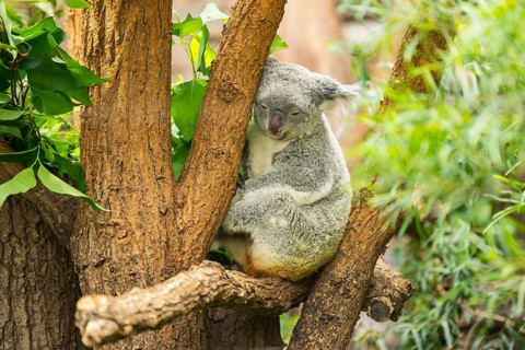 Koala (Phascolarctos cinereus) sitting on a tree, captive, distribution South Australia, Australia,