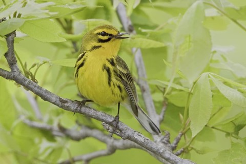 Prairie Warbler (Setophaga discolor) male singing, Ontario, Canada