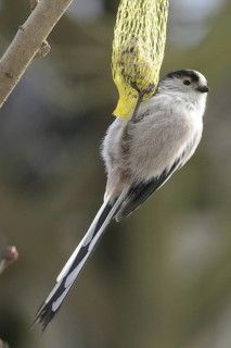 Long-tailed Tit (Aegithalos caudatus), North Rhine-Westphalia, Germany