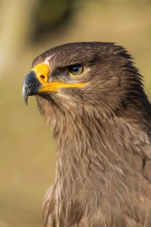Portrait of Aquila nipalensis, steppe eagle, in late light with green background