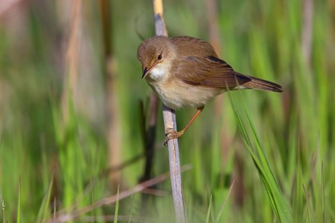 Reed Warbler, subspecies scirpaceus, (Acrocephalus scirpaceus scirpaceus), (Acrocephalus