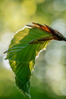 Delicate awakening - fresh beech leaves in the spring light. Beech leaves after new shoots in