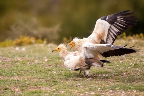 Egyptian Vulture (Neophron percnopterus) pair mating, Aragon, Spain