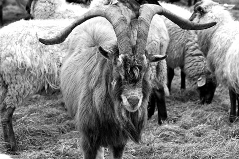 Goat in a flock of sheep on pasture, Kalkberg, black and white, Nesow, Mecklenburg-Western