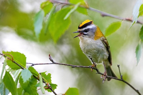 Common Firecrest (Regulus ignicapilla) singing, Asturias, Spain