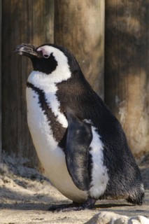 African penguin (Spheniscus demersus), occurrence South Africa, captive, North Rhine-Westphalia,