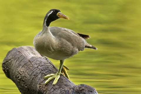 Masked Finfoot (Heliopais personatus) male, Seletar Reservoir, Singapore