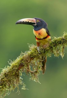 Collared Aracari (Pteroglossus torquatus) - at Laguna Lagarto Lodge near Boca Tapada, Costa Rica
