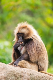 Gelada (Theropithecus gelada) male sitting on a rock, captive, Germany