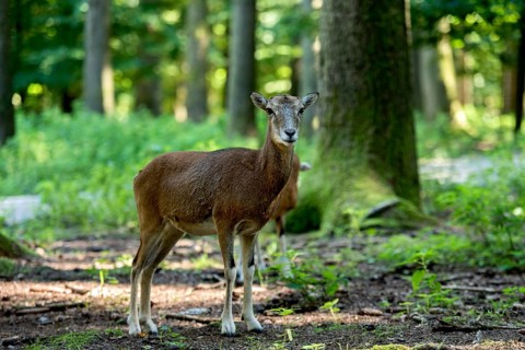 European mouflon (Ovis gmelini musimon), mouflon, female, standing in a sun-drenched forest on a