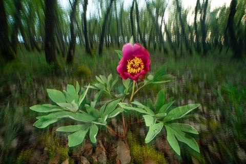 A captivating wild rose blooms vibrantly amidst a lush forest. The detailed macrophotography