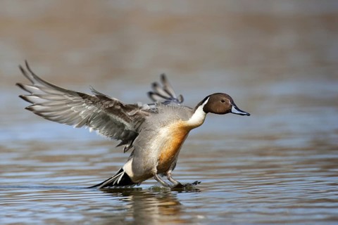 Northern Pintail (Anas acuta) male flying, British Columbia, Canada