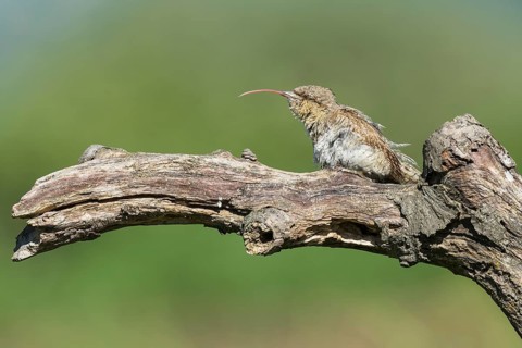 Eurasian Wryneck (Jynx torquilla) perched on tree trunk tongue stretched out, Aosta Valley, Italy