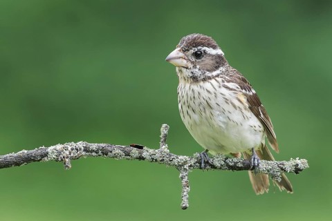 Rose-breasted Grossbeak (Pheucticus ludovicianus) perched on a branch in Ontario, Canada