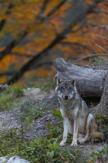 One eurasian gray wolf (Canis lupus lupus) sitting on a small hill between logs with a colourful