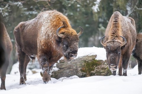 European bison (Bison bonasus) or Wisent standing on a meadow next to the forest in winter, snow,
