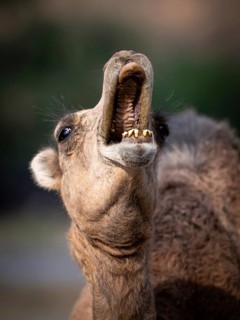 Dromedary (Camelus dromedarius), camel, portrait, Oman