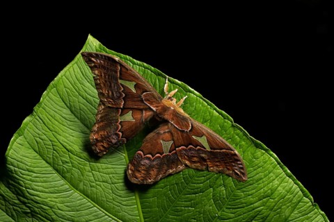 A giant Saturnid moth in the genus Rothschildia taken in a Costa Rican cloud forest