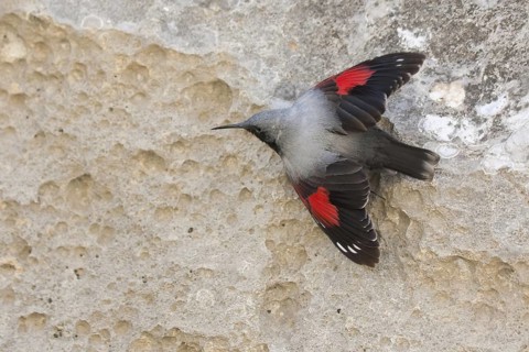 Wallcreeper (Tichodroma muraria), Turkey